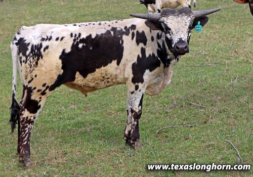 Progênie_Dance On Point x Showman - 2023 Bull 3-11-2024.jpg