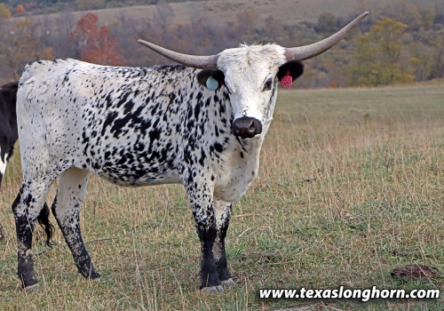 Progênie_Red Carpet Calf 2023.jpg