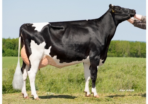 Beatstick_Toska_Bisavó de Rodeo.jpg