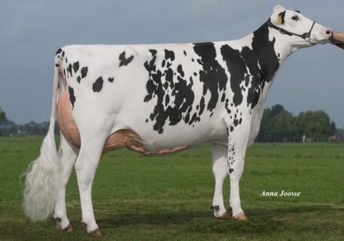 Bombero_DG-Bomb-Queengirl_irmã da tataravó de Rodeo.jpg