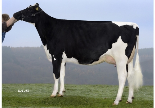 Buttighofer-Beacon-Queen_das origens de Rodeo.jpg