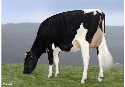 Buttighofer-Beacon-Queen_das origens de Rodeo1.jpg