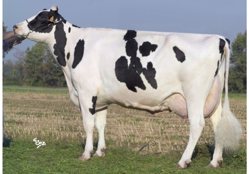 New-Farm-Aaron-Quantita_das origens de Rodeo.jpg