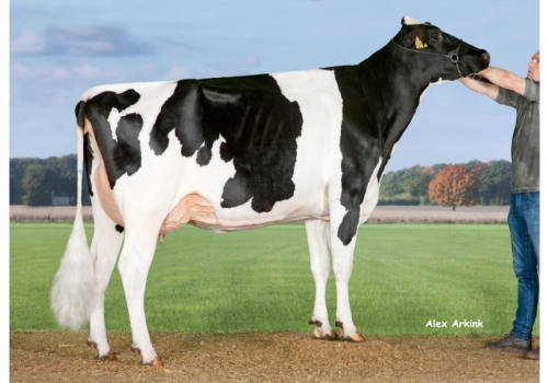 NH-Massey-Queengirl_das origens de Rodeo.jpg