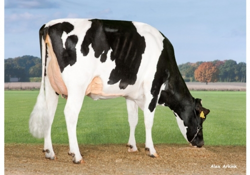 NH-Massey-Queengirl_das origens de Rodeo1.jpg