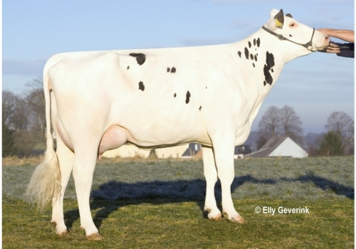 Oman_Quality-17_das origens de Rodeo.jpg