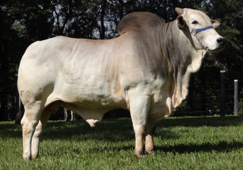 GOVERNO DA AGRONOVA