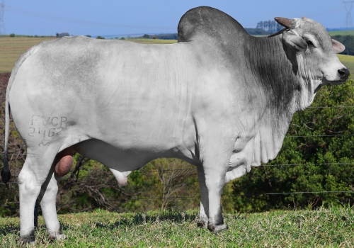 MIRANTE FIV (2462 FIV FVC)