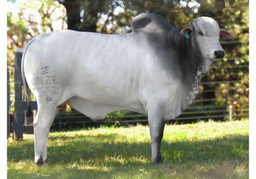 11 GAROTO ONZE1652.jpg