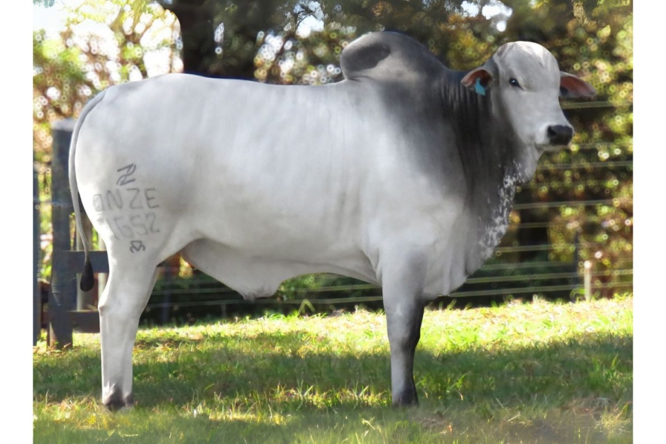 11 GAROTO