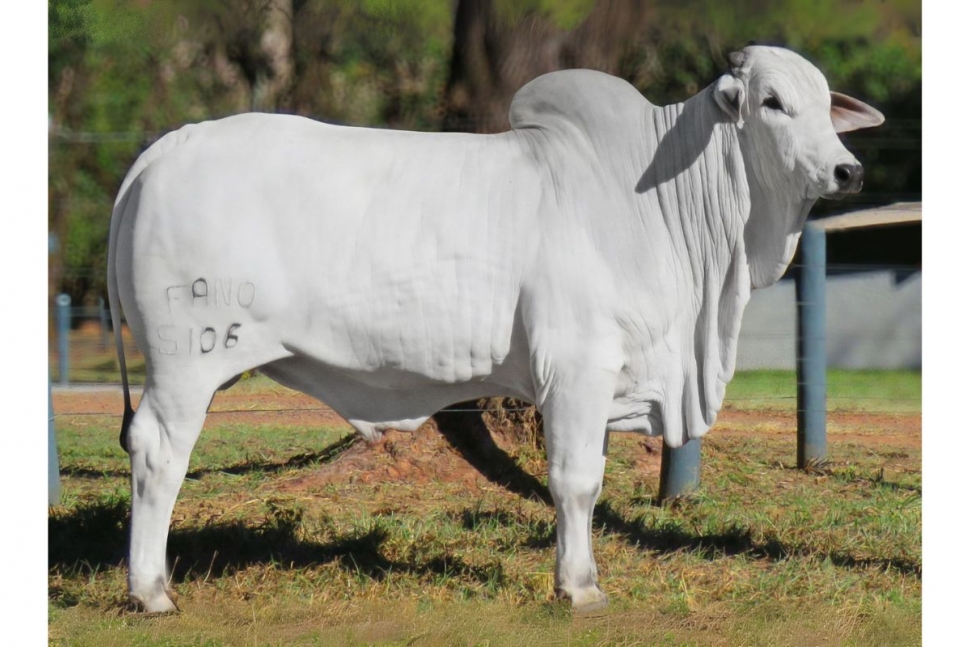 ILUSO DA AGRONOVA