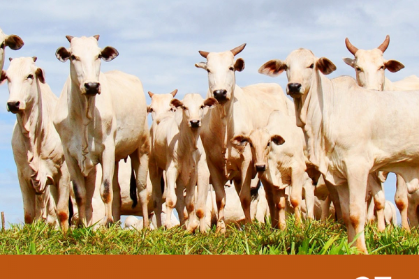 Brasil diversifica exportações para a Turquia