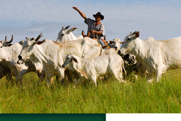 Liderança no Agronegócio