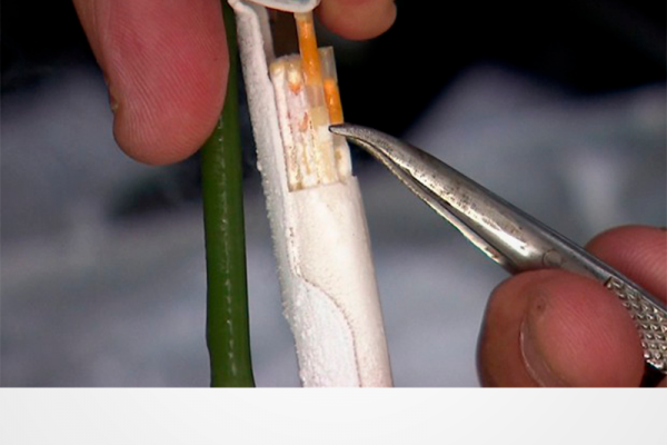 Venda de sêmen da raça angus quase triplicou nos últimos anos