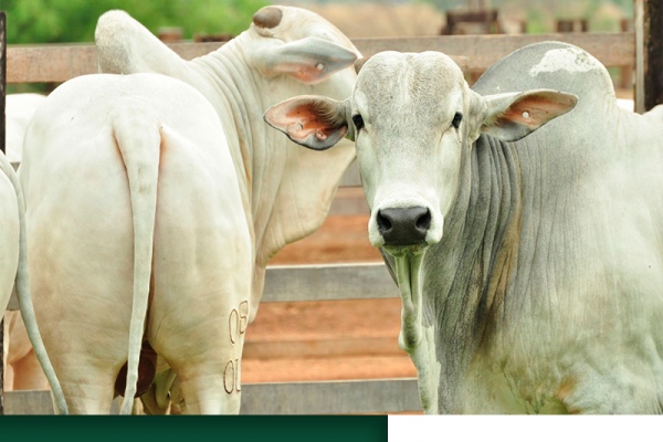 Virada de mês traz boas expectativas para os preços da arroba do boi