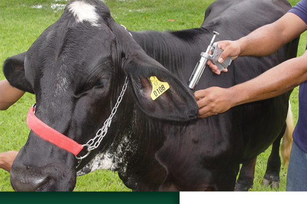 Maggi: Brasil será livre de aftosa com vacinação em 2018