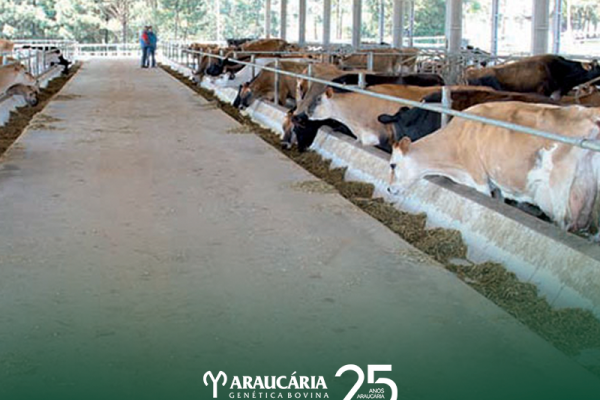 Jersey estimula investimentos no Paraná