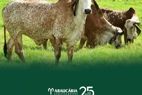 Melhoramento genético na pecuária leiteira