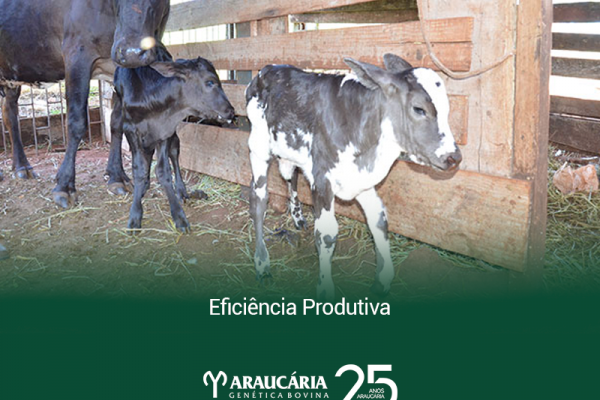 Eficiência produtiva: como medir em rebanhos leiteiros
