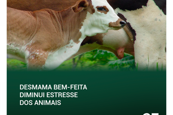 Desmama bem-feita diminui estresse dos animais
