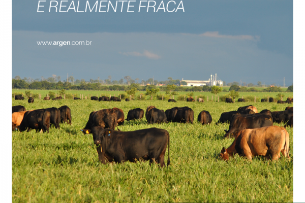 Aonde a carne é realmente fraca