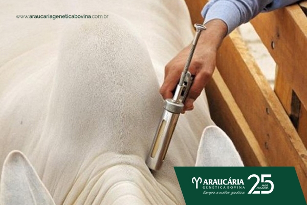 Plano de retirada da vacinação contra febre aftosa em todo o Brasil até 2023 