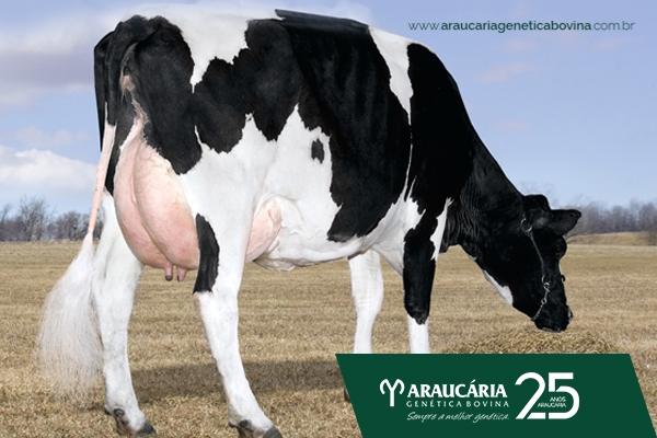 As lições de Santa Catarina para crescer no leite