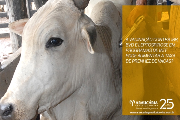 Dúvidas sobre vacinação do gado?