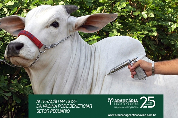 Aftosa: Alteração na dose da vacina pode beneficiar setor pecuário