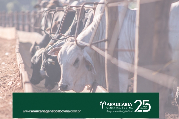 Boi: Preços mais altos e queda nos custos de produção estimulam investimentos no 2º giro do confinamento