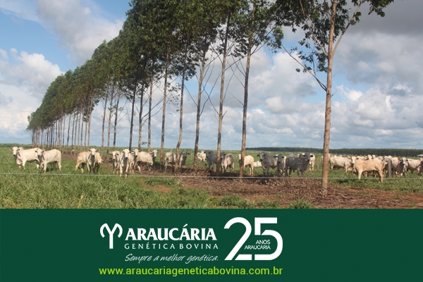 ILPF resulta em maior ganho de peso na pecuária de corte