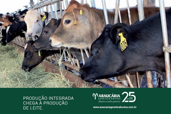 Produção integrada chega à produção de leite