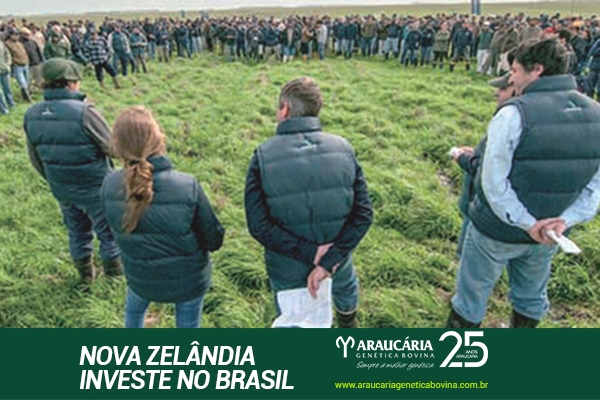 Nova Zelândia investe aqui