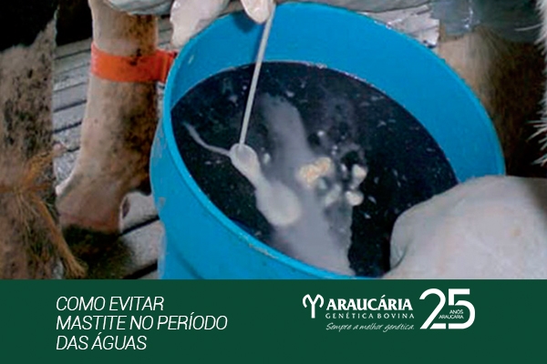 Como evitar mastite no período das águas