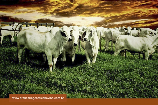 Mercado do boi gordo: oferta limitada e nova alíquota do Funrural