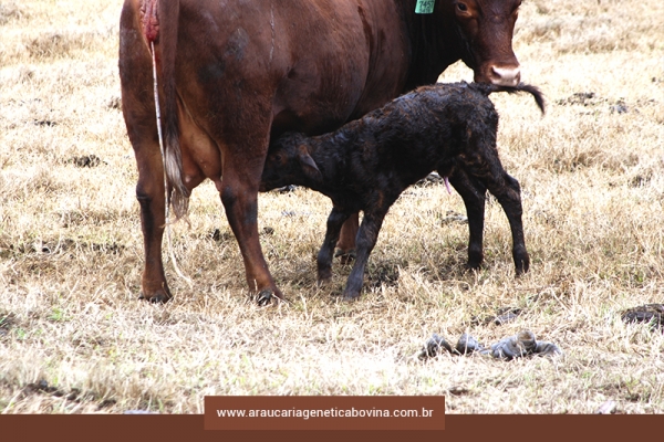 Maior ganho de carcaça para bezerros do 