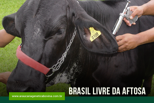 OIE vai declarar BR livre da aftosa com vacinação