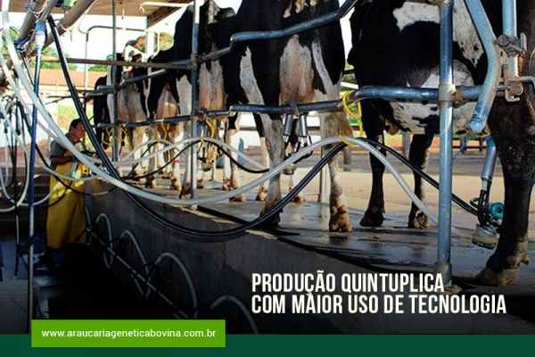 Leite: produção quintuplica com maior uso de tecnologia