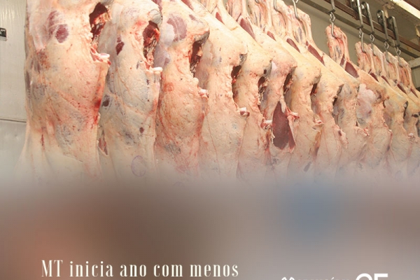 MT inicia ano com menos capacidade ociosa em frigoríficos, diz Imea