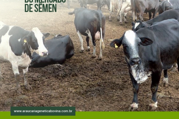 Leite puxa reação do mercado de sêmen