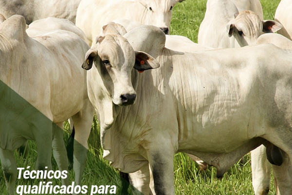Técnicos qualificados para turbinar a pecuária de corte estadual