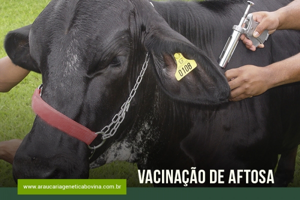Aftosa: vacinação começa na maioria dos estados 
