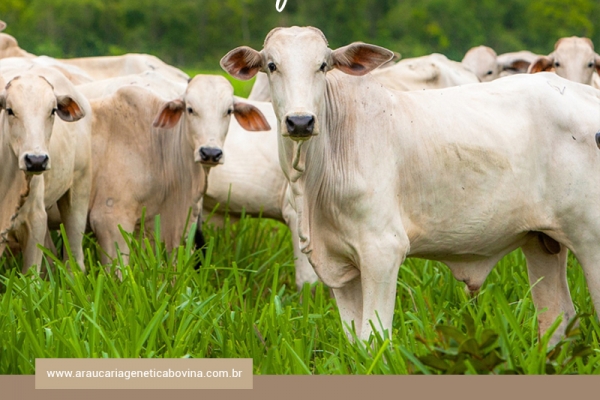 Brasil receberá certificação oficial de País Livre da Aftosa