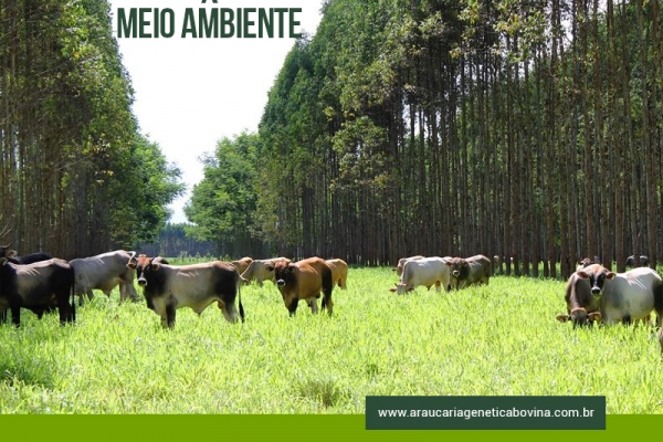 O boi é realmente um vilão do meio ambiente na emissão de gases de efeito estufa?