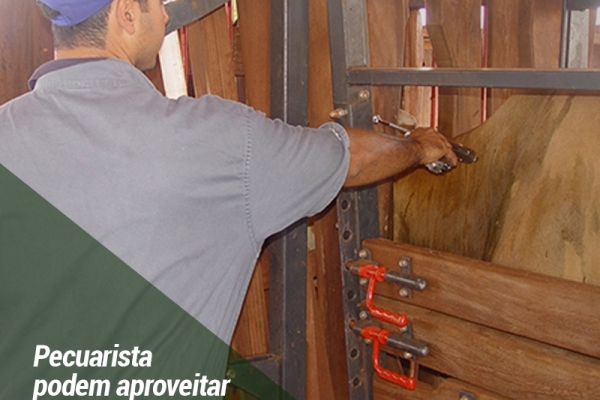 Pecuaristas podem aproveitar o período de vacinação para identificar os animais