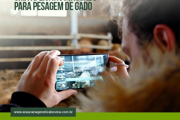 Start-up húngara cria aplicativo inovador para pesagem de gado