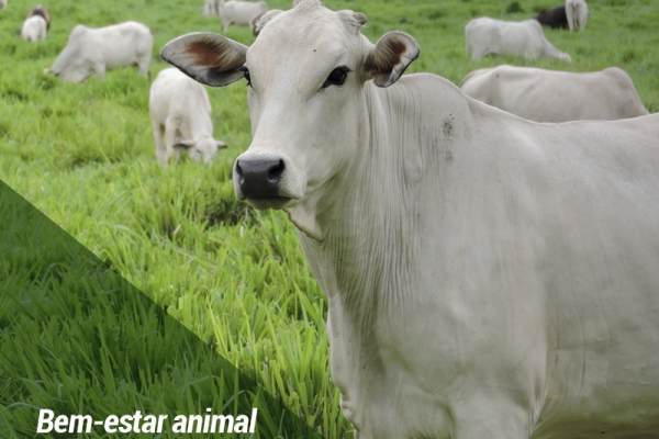 Bem-estar animal aumenta vendas de produtos no varejo