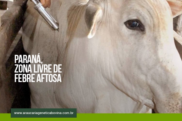 Paraná encaminha pedido ao Mapa para antecipar o fim da vacinação contra febre aftosa
