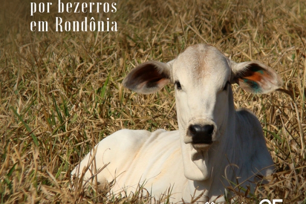 Demanda aquecida por bezerros em Rondônia