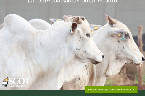 Volume de bovinos vivos exportados aumentou em agosto
